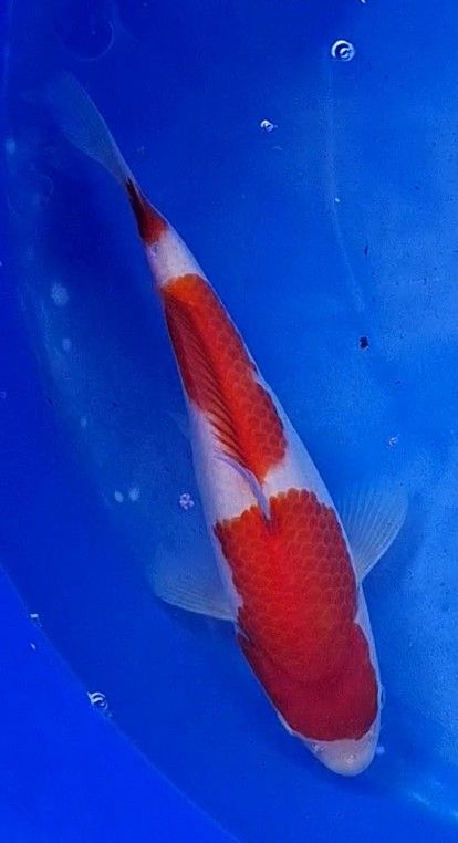 Kohaku